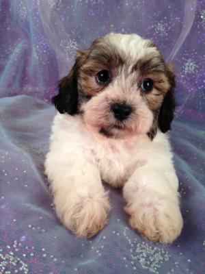 Male Shih tzu Bichon Puppy #7|Are you Looking For teddy Bear Puppies for sale in Minnesota, Iowa, Illinois, or Wisconsin? Purebredpups is in North Iowa!